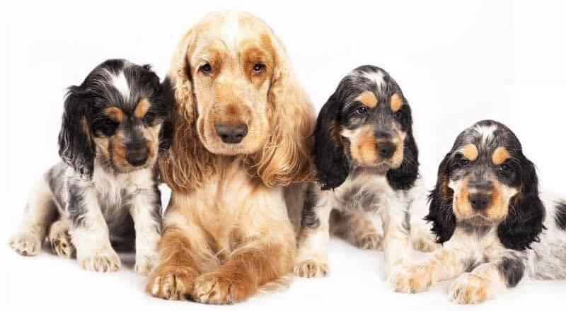 PetsForUs UK group avatar